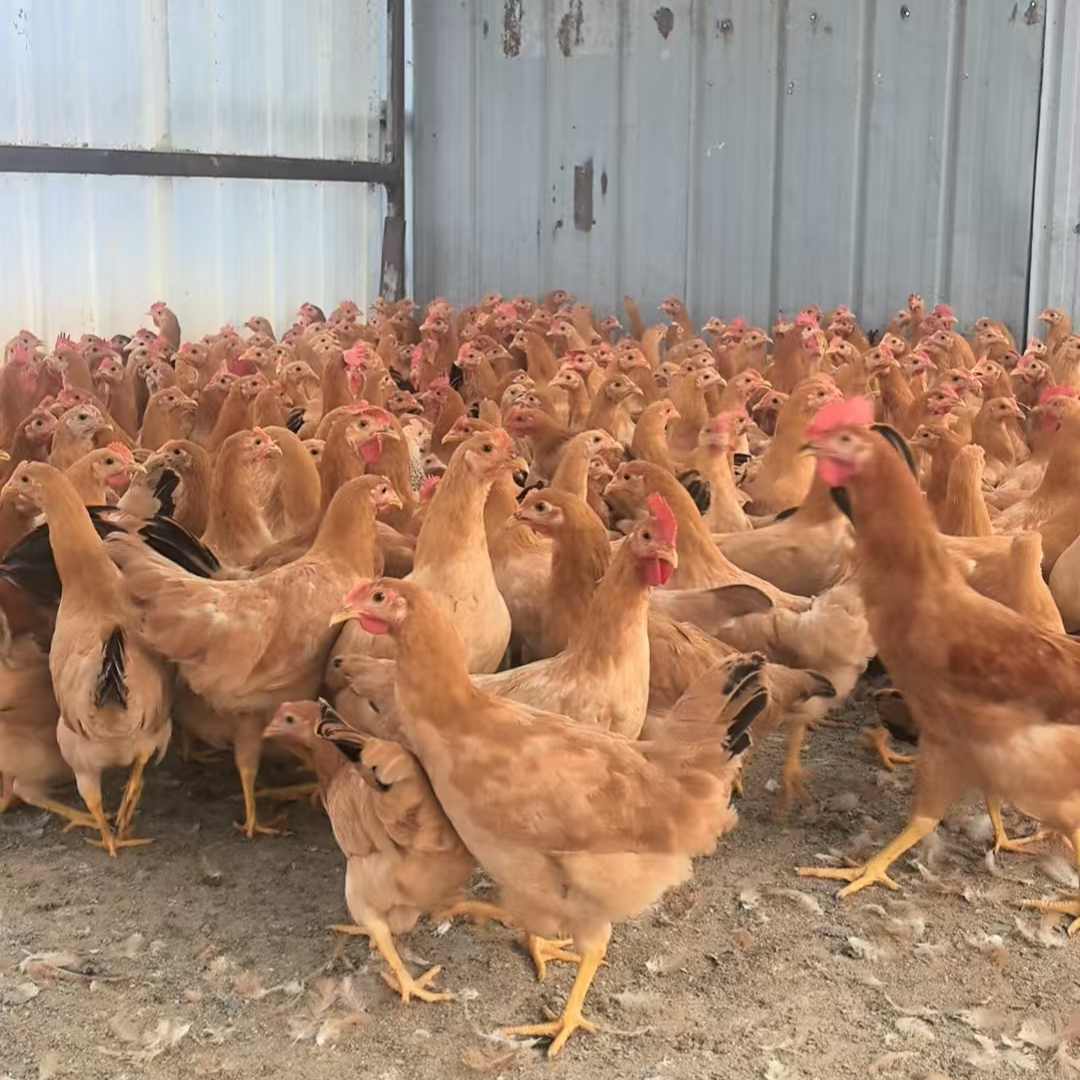 宠物鸡 苏秦  三只  包邮（1只约1.7斤）