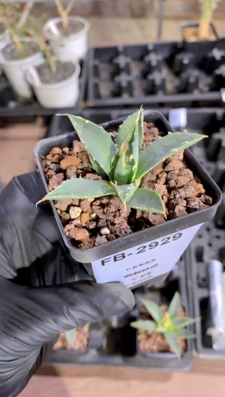 【闪购商品】曲刺妖炎FB-2929