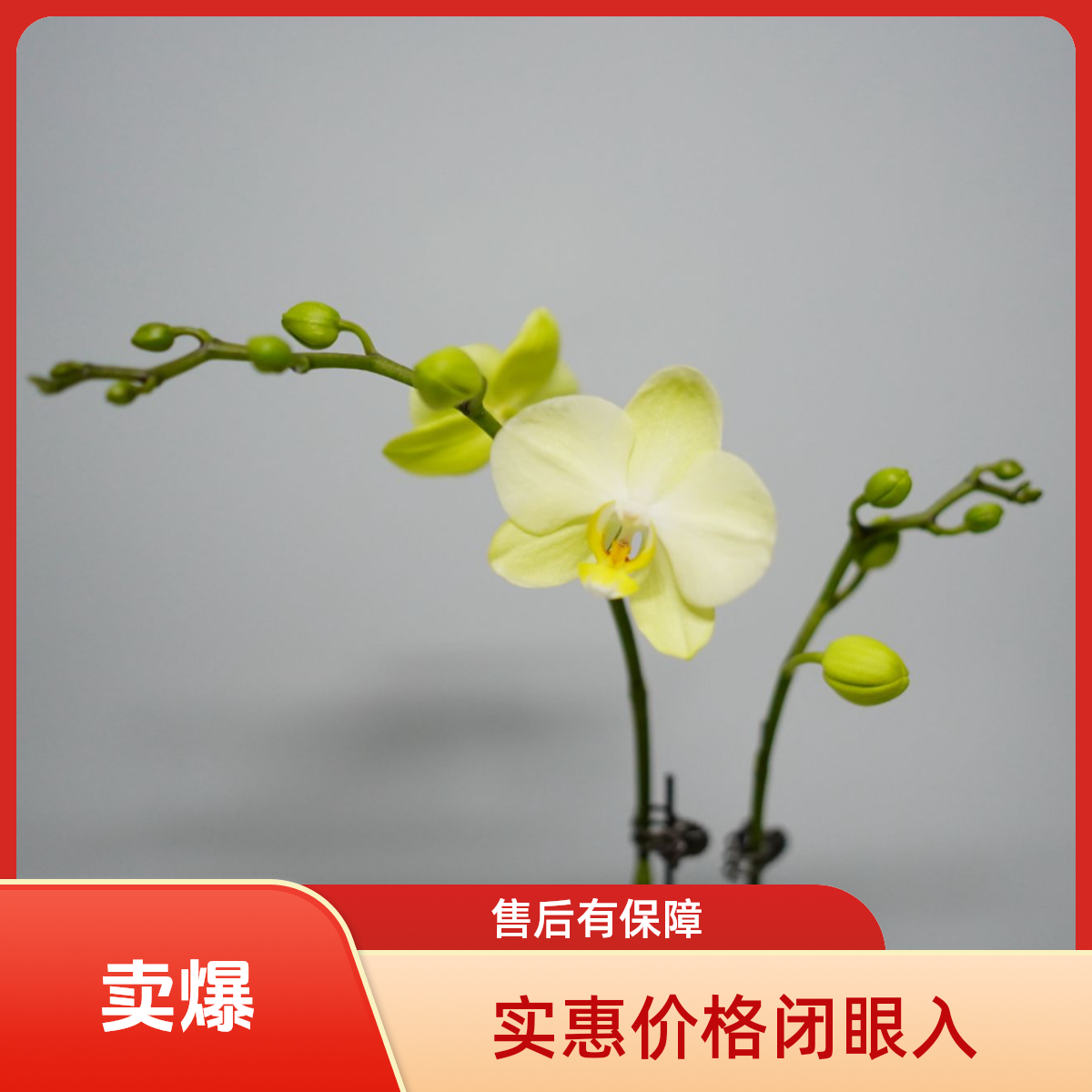 繁星里蝴蝶兰【卡利】（3.0寸）带花带花苞开花株发货