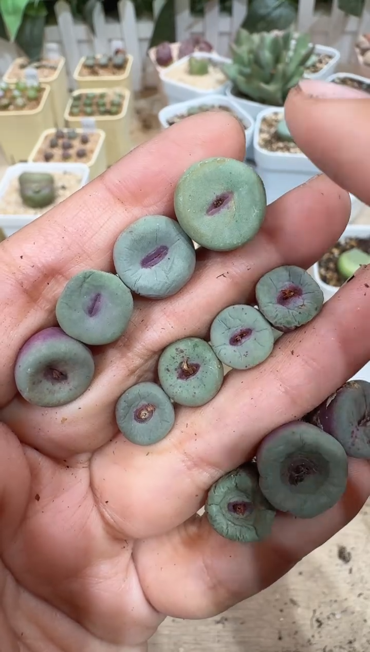 28-360多肉植物肉锥一颗