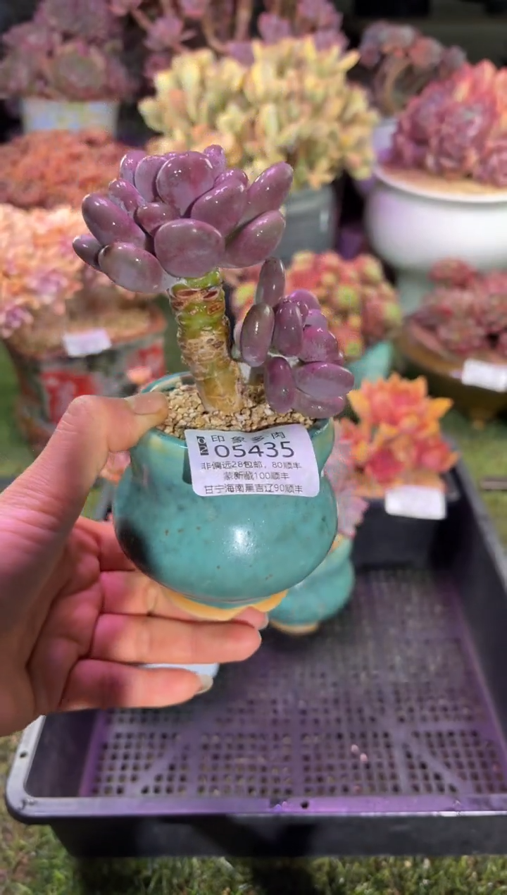 【闪购商品】05435脱土带盆