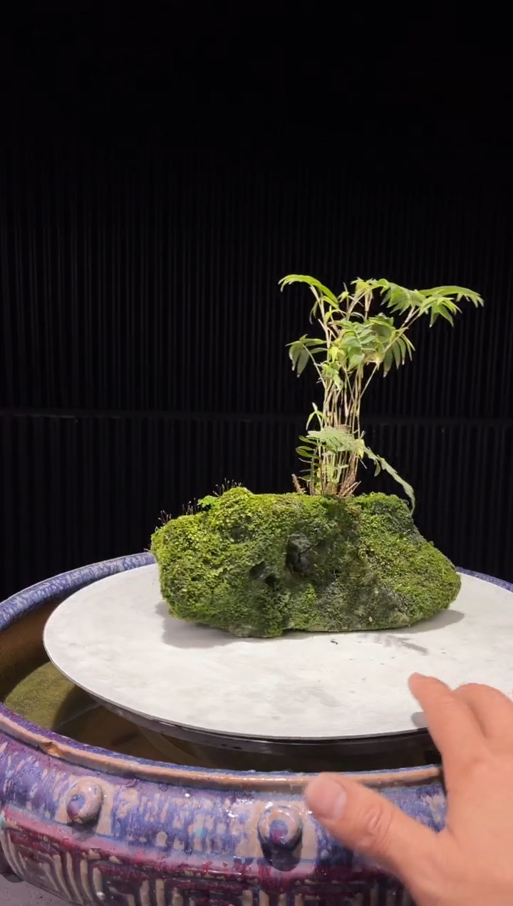 造型吴定石一物一拍专属