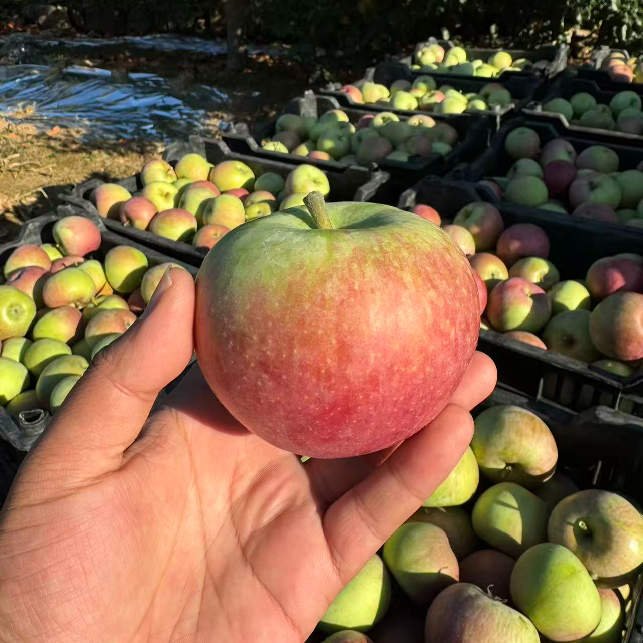 国光苹果 套袋国光 老树品种不嫁接 酸甜 味道浓 酸酸甜甜 老味道