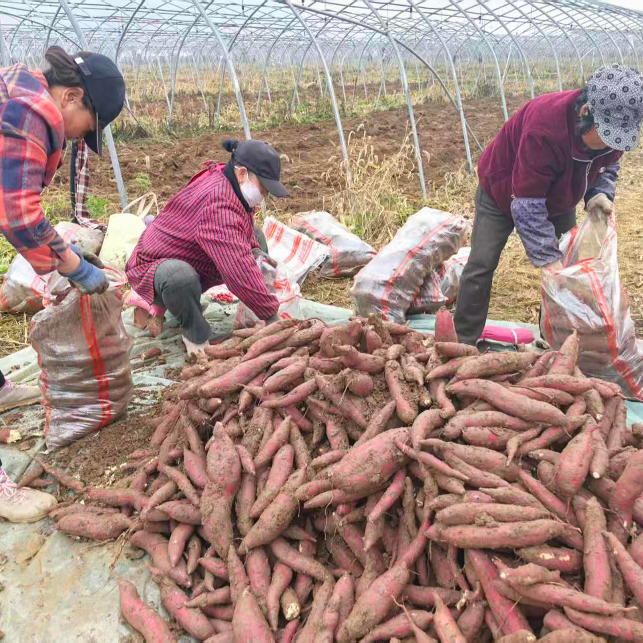 陇县红薯红皮地瓜软糯香甜糖心蜜薯