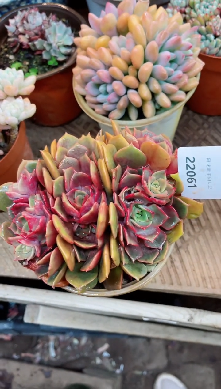 【闪购商品】22061