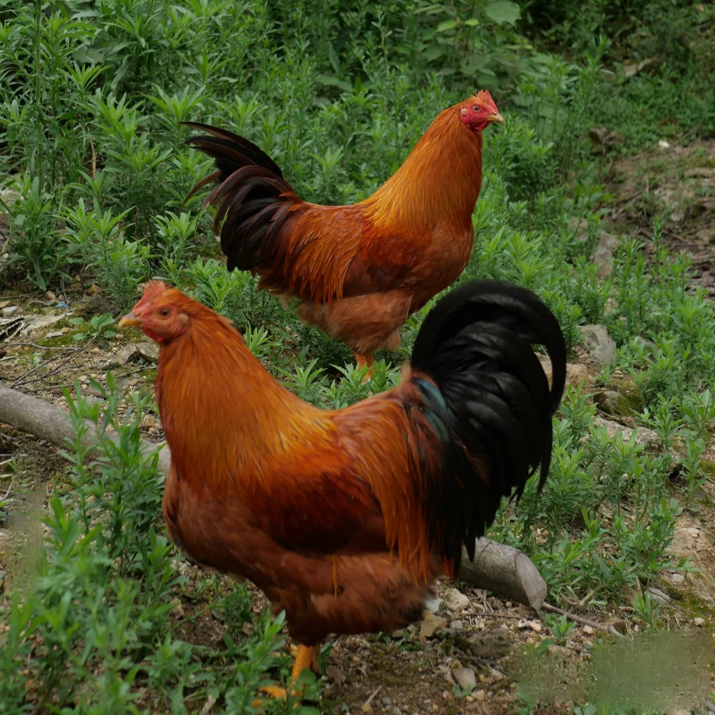 2只 清远大扇鸡 农家散养土鸡 走地鸡