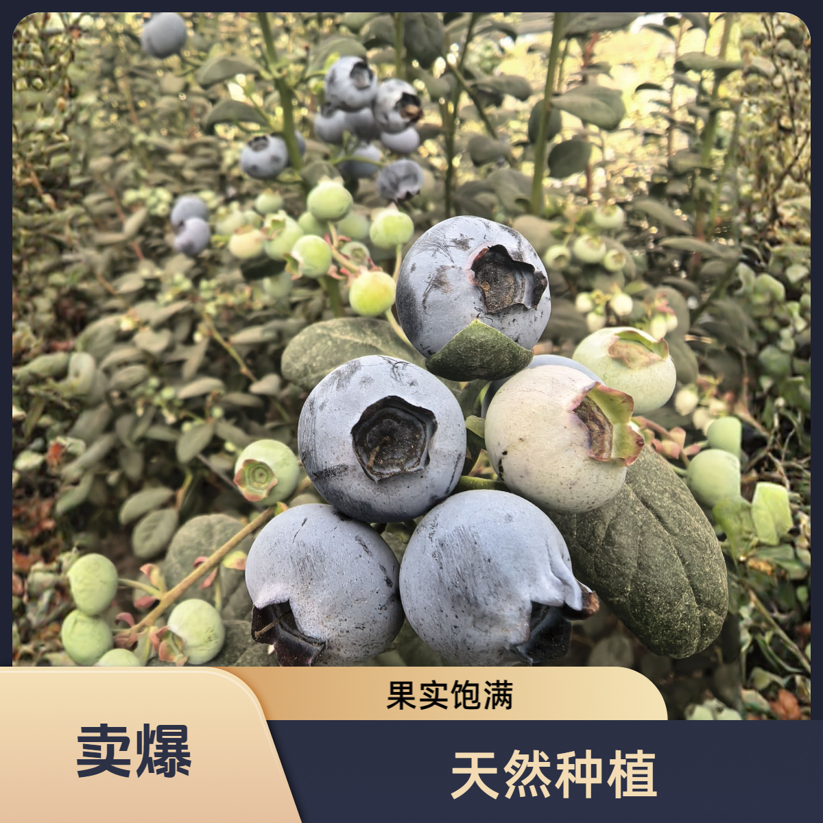 云南高山花香蓝莓新鲜采摘空运发货脆甜酸甜花青素100克/盒