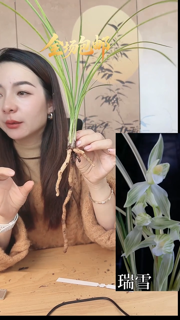 当前无花栽培后可以开花：瑞雪