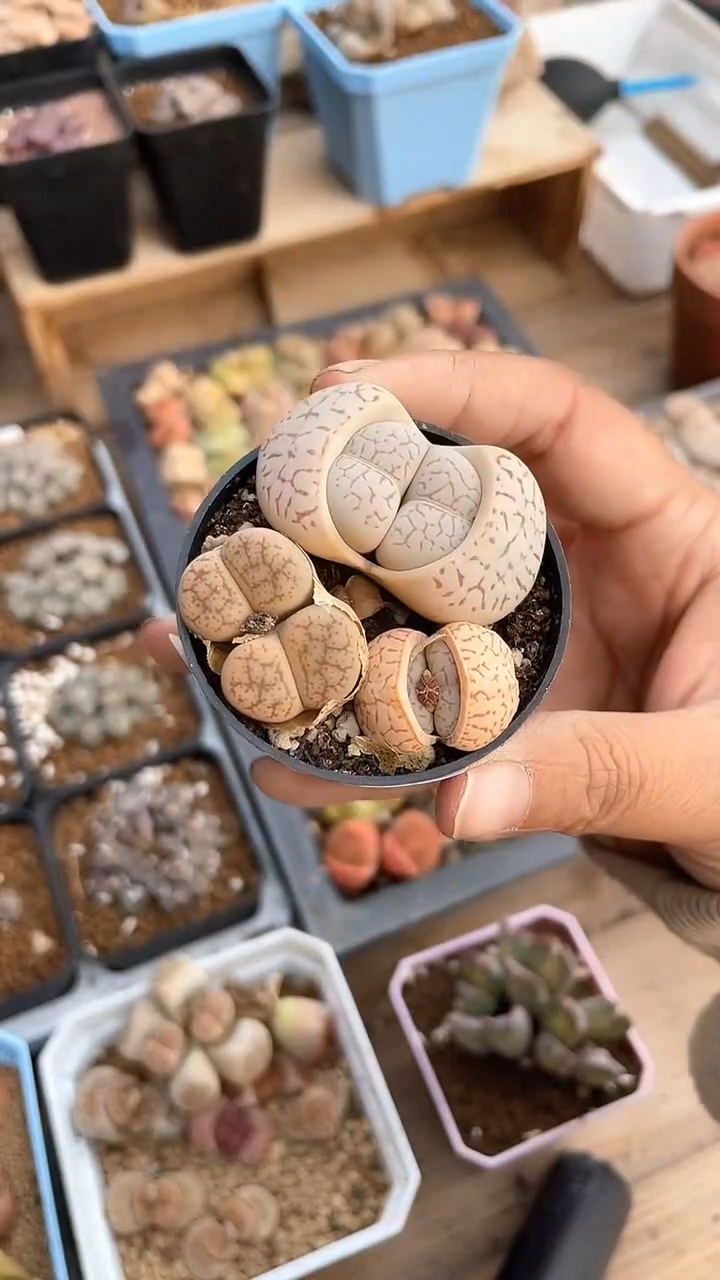 【闪购商品】10008直播一物一拍