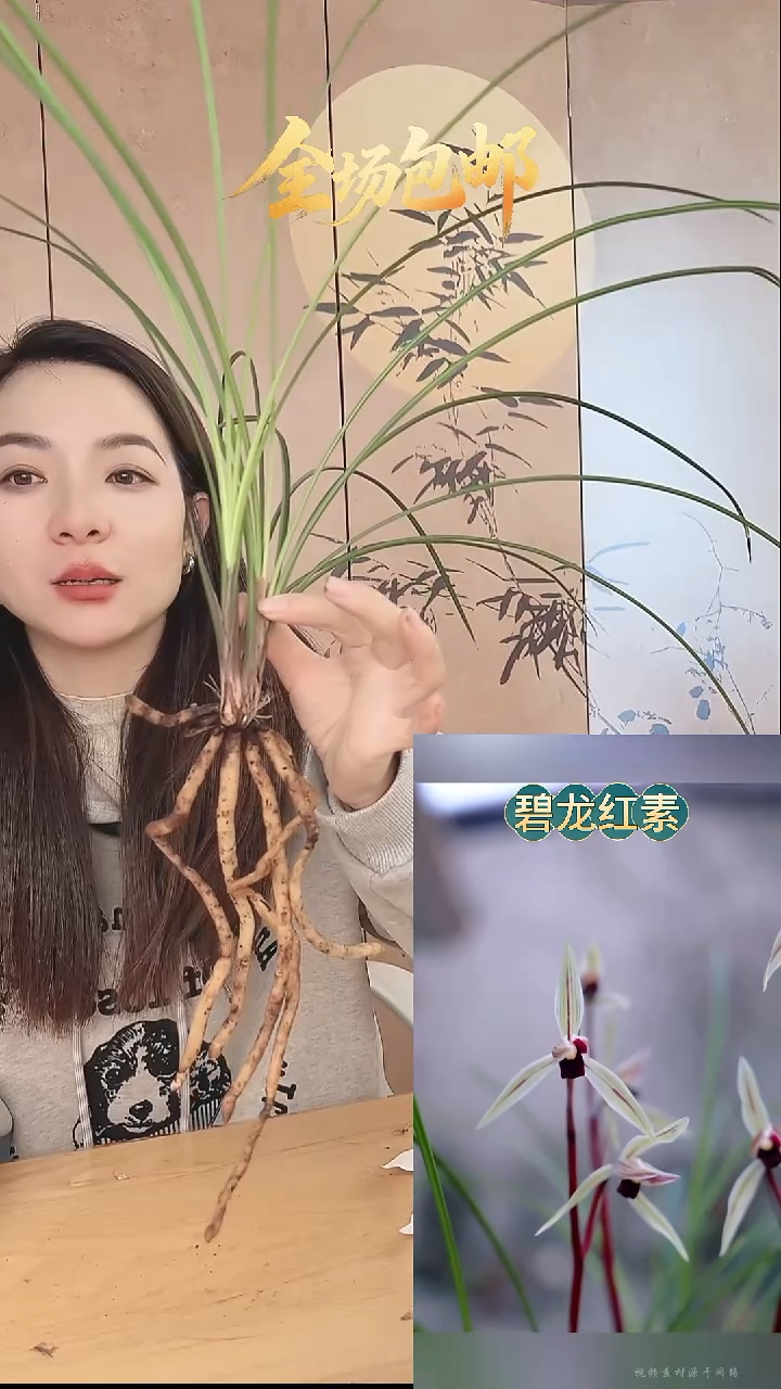 当前无花栽培后可以开花：碧龙红素