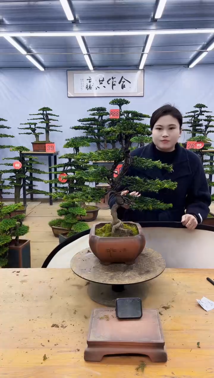 【闪购商品】高端盆景一物一拍，所见即所得