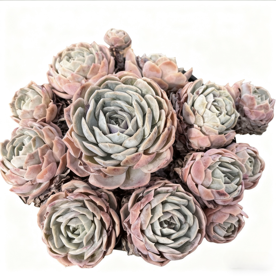 【蓝色惊喜】230杯 新手推荐好养带盆带土阳台盆栽家庭绿植