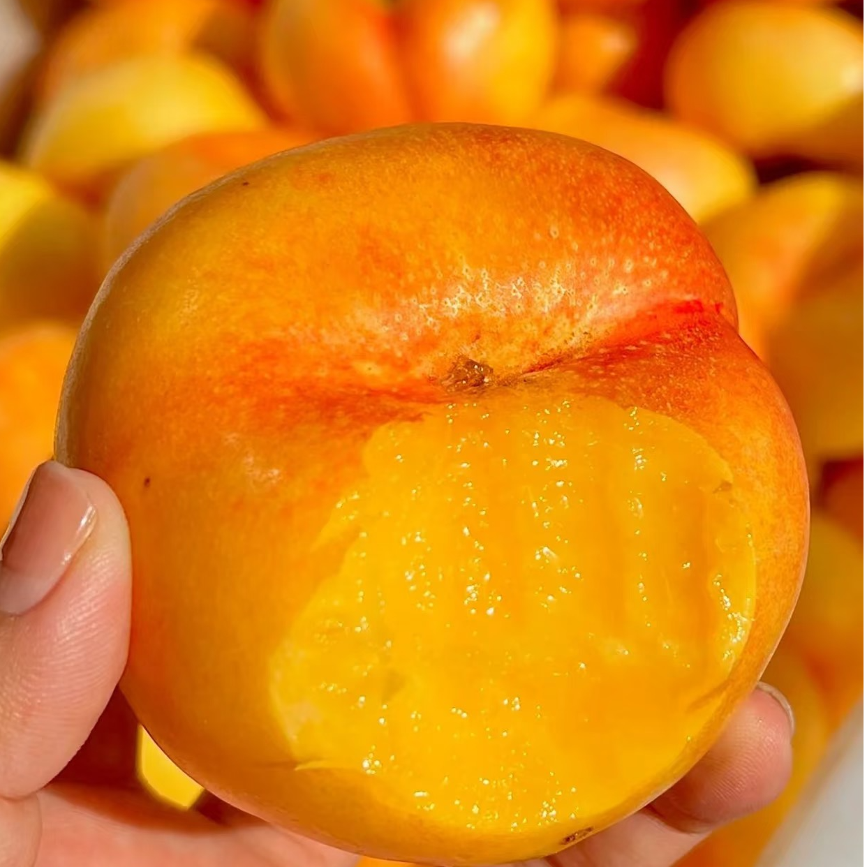 拍3斤送1.5斤到手4.5斤净重山东蒙阴彩虹油蟠桃脆软两吃蜜桃山东省