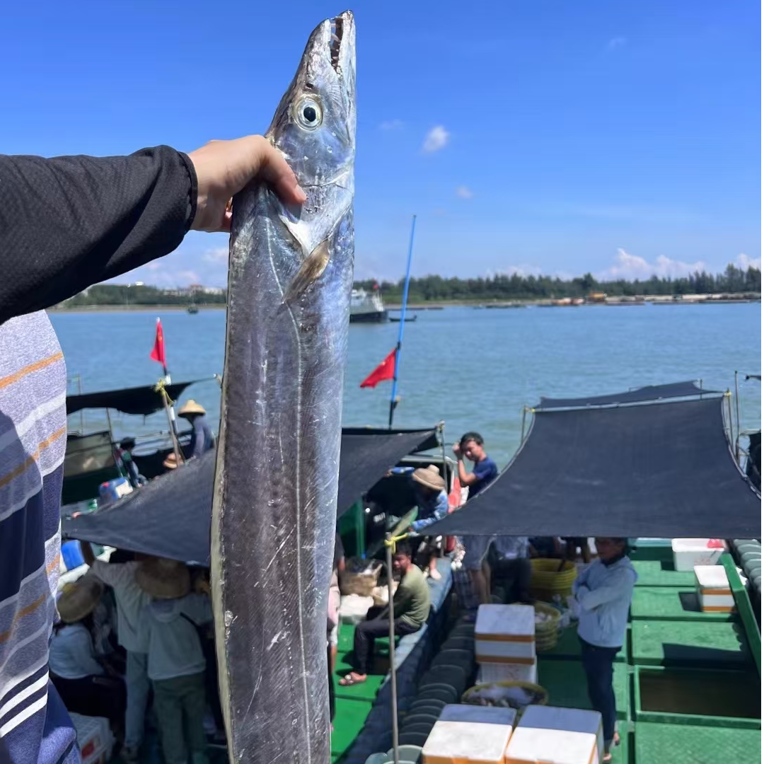 顶带【15-20两】大带鱼舟山新鲜鲜活整条雷达网小眼东海大带鱼冷冻