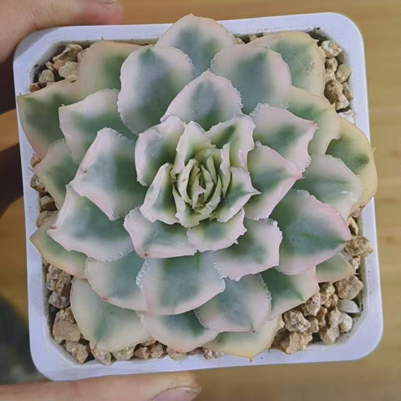 紫蝴蝶锦多肉植物