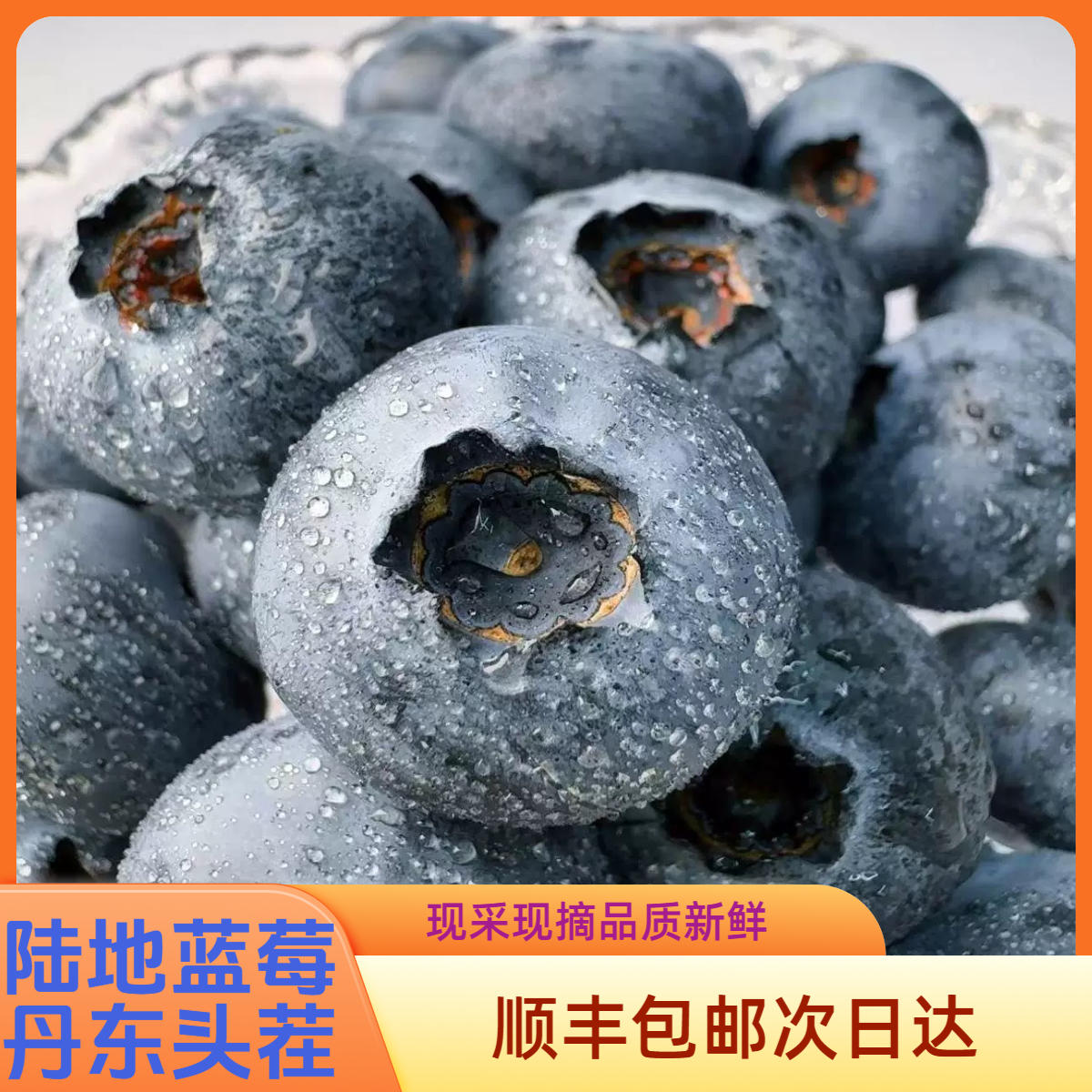 12-25mm规格 顺丰包邮 丹东脆甜蓝莓 孕妇孩子水果 脆甜新鲜 现摘现发花青素黑莓1盒带盒100g±3 - W辽宁省