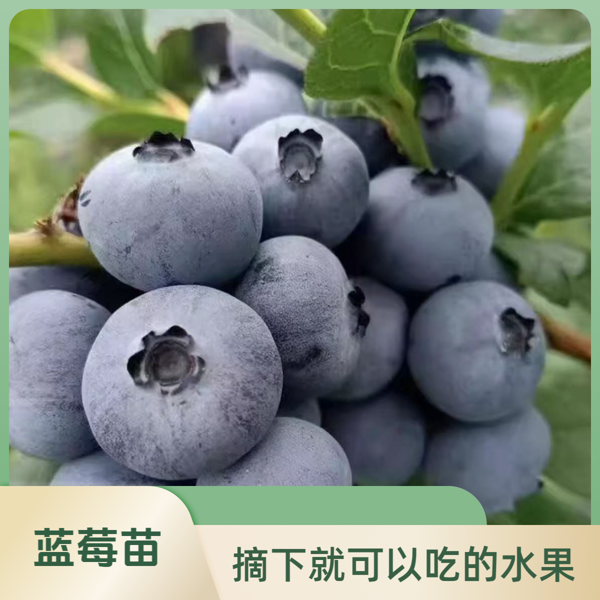 蓝莓树苗可南北方种植适合地栽盆栽阳台家养轻松爆果蓝莓盆栽
