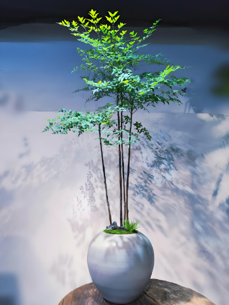 火焰南天竹老桩盆栽客厅室内室外耐热耐寒好养活绿植