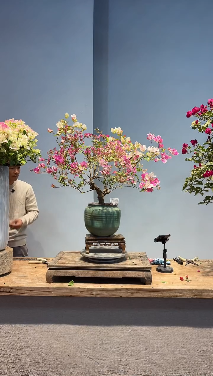 以实际为准c**0三角梅6