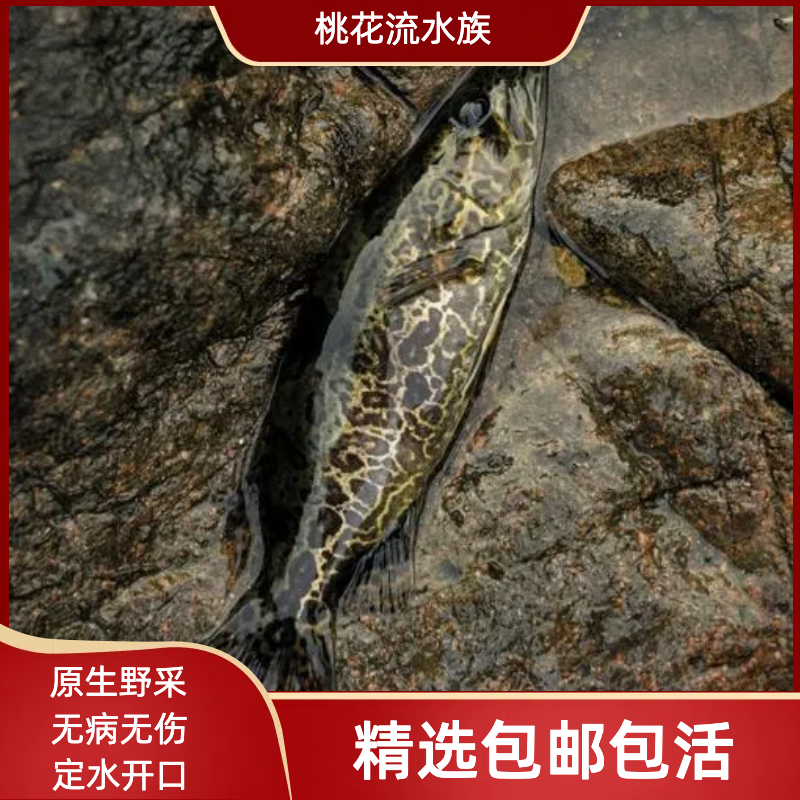 斑鳜波纹鳜白头鳜鱼活的路亚凶猛鱼原生鱼缸养殖翘嘴班鳜鱼苗桂花