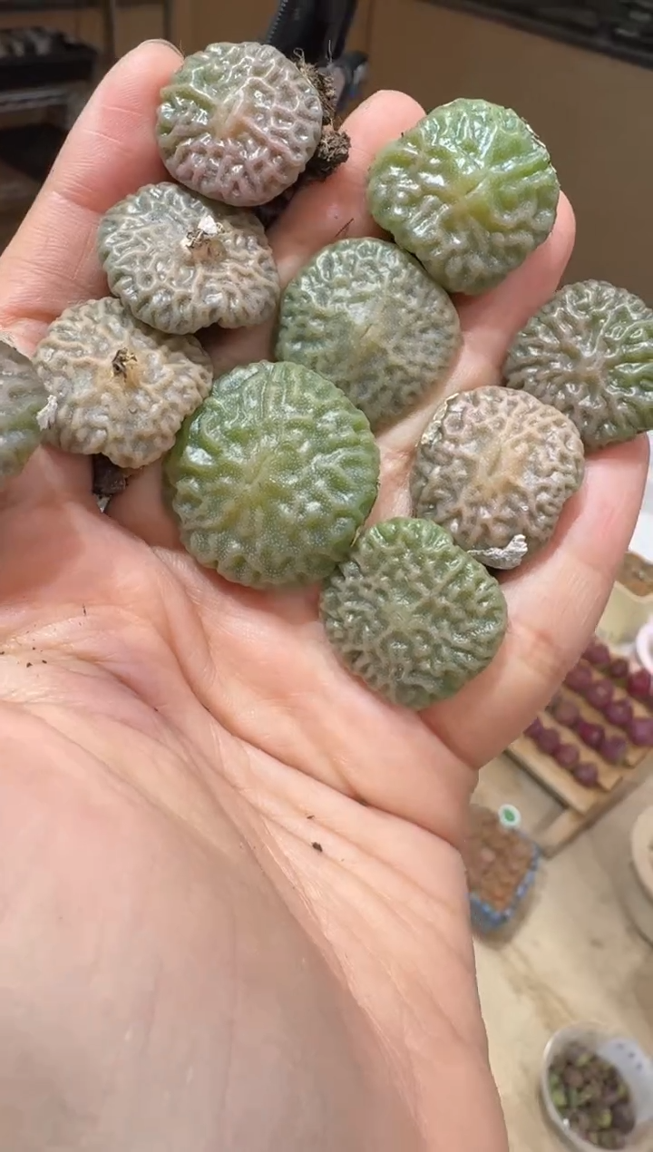 109多肉植物肉锥热浪烧麦一颗