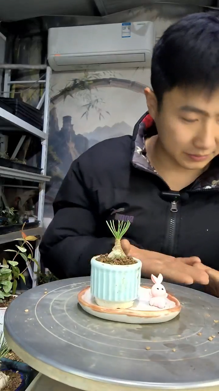 正*中青园艺一物一拍花275