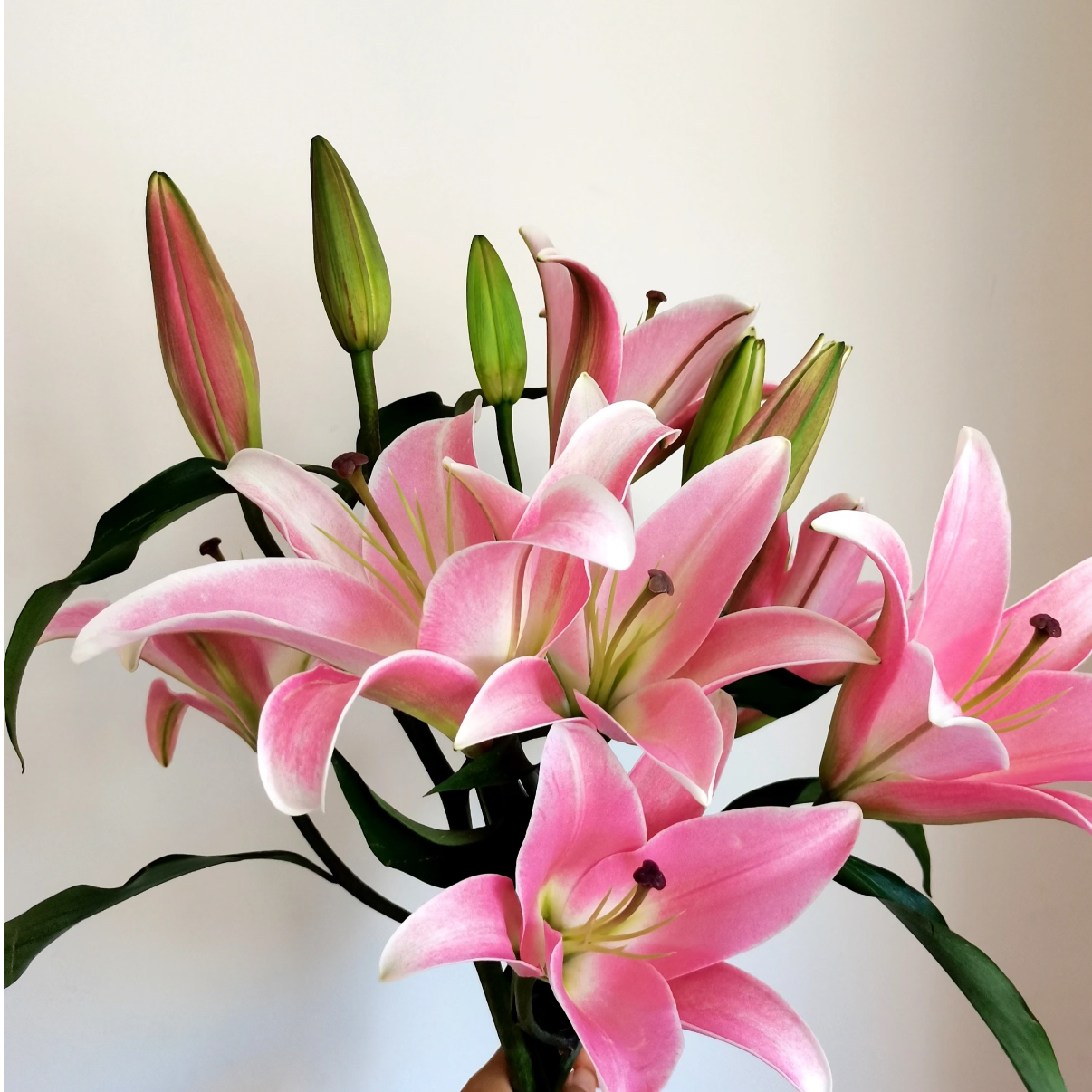 【百合-普拉芬多】香水百合 新鲜切花 顺丰包邮 48H发货