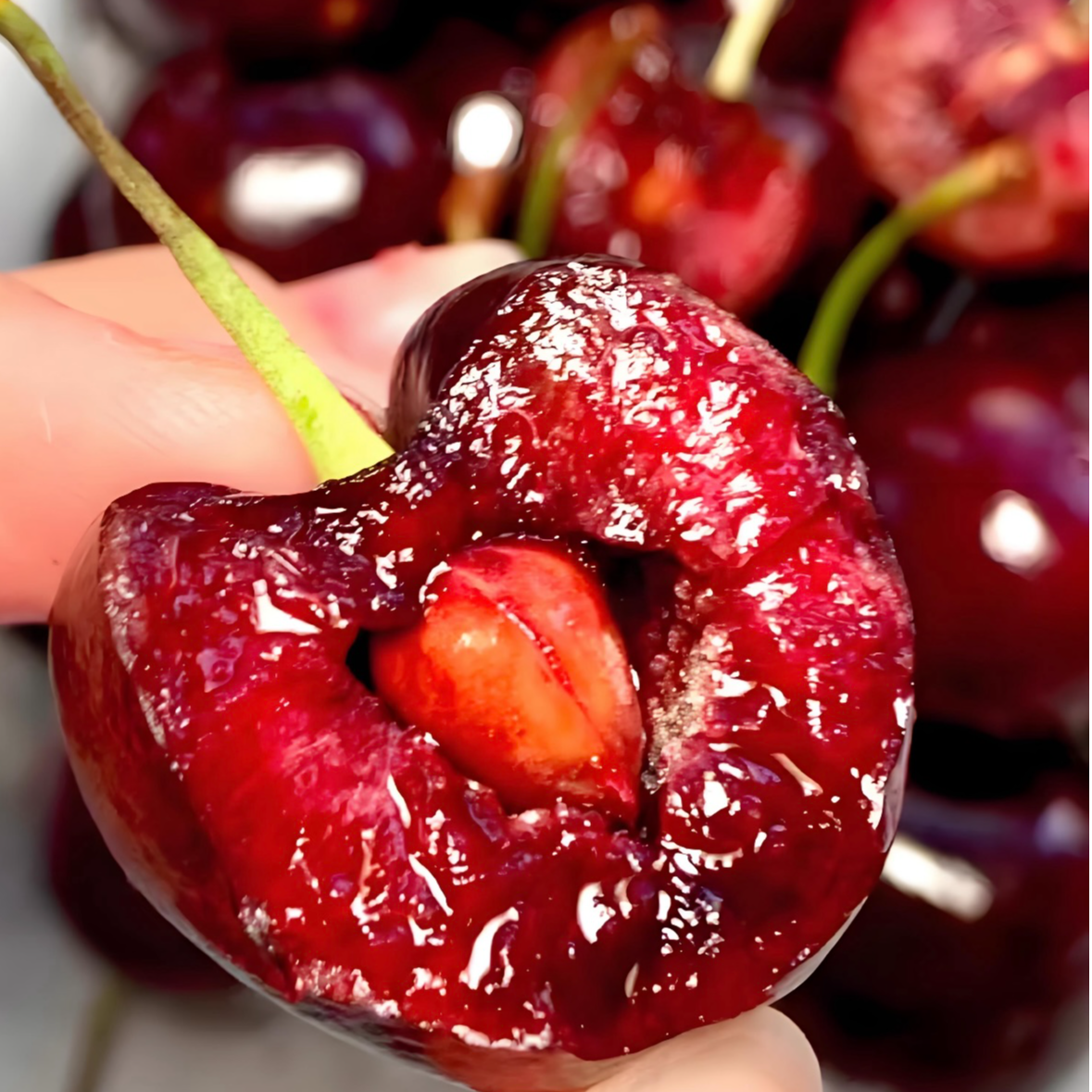 【海运】桑提娜樱桃智利&吉制1J车厘子5斤同城小时达桑提娜智利