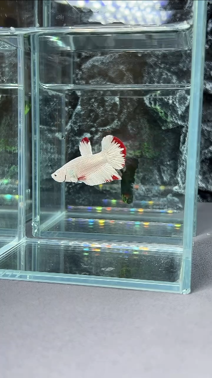 斗鱼竞拍链接A015