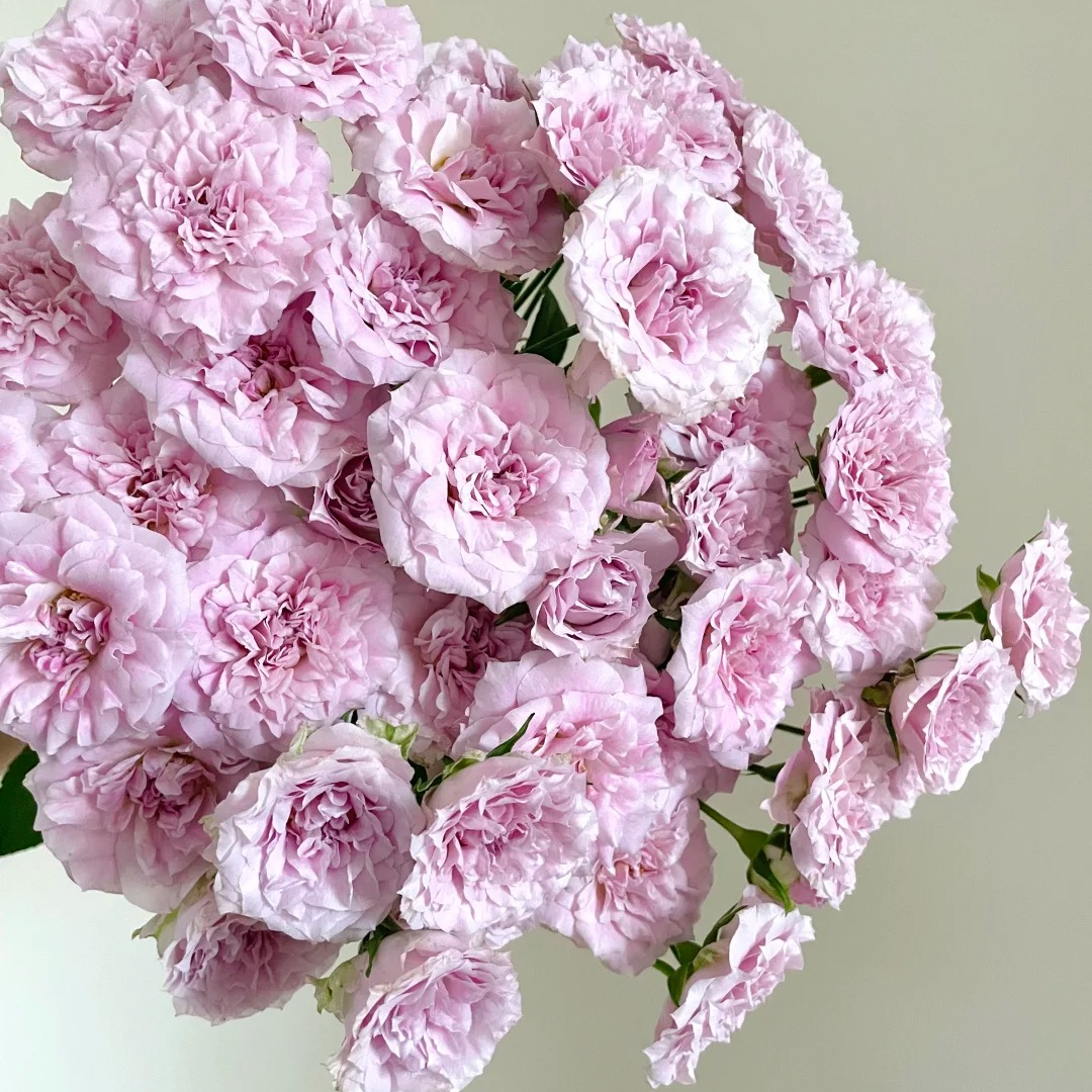 【仙女罗拉】多头泡泡，0度以下未拍保温棉冻伤不售后