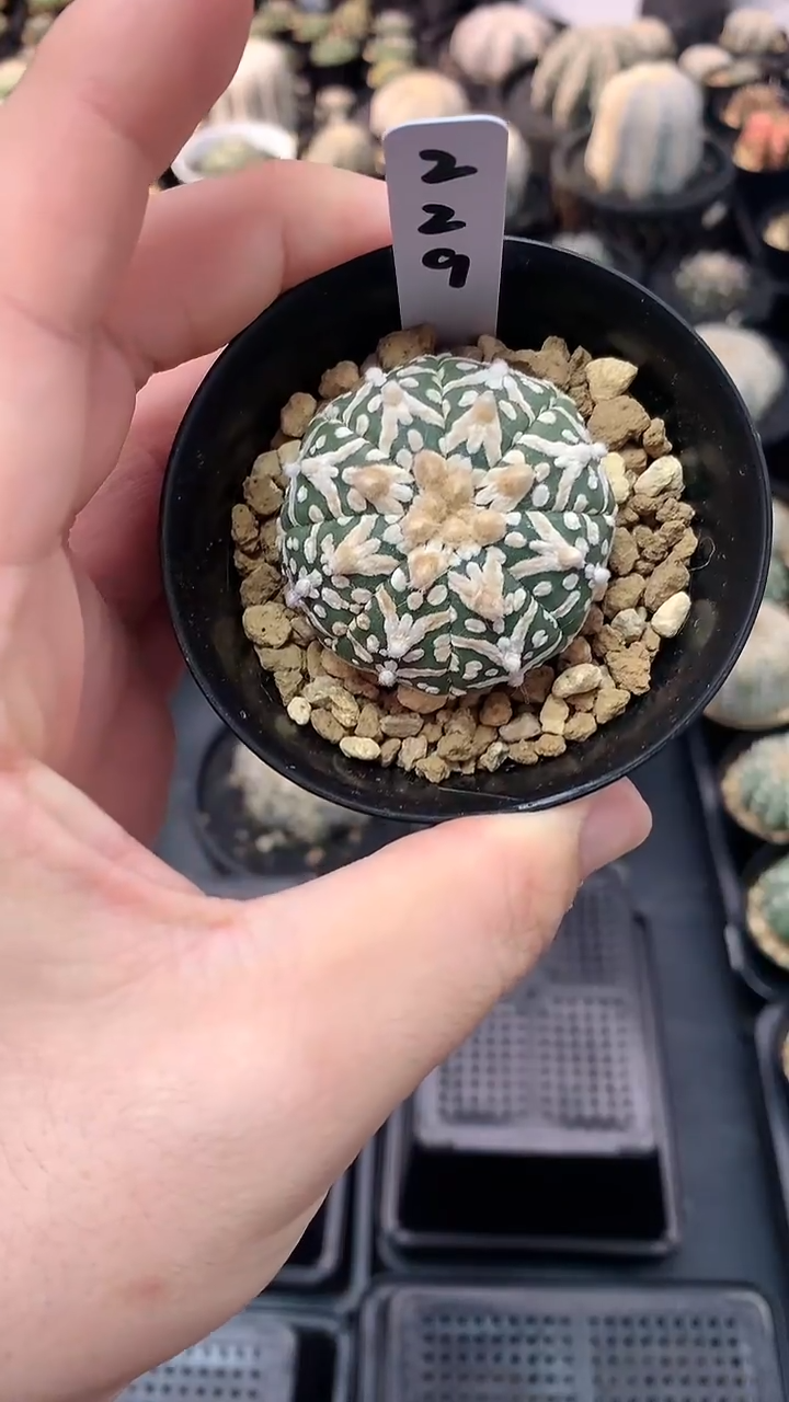 【闪购商品】实生星兜编码229