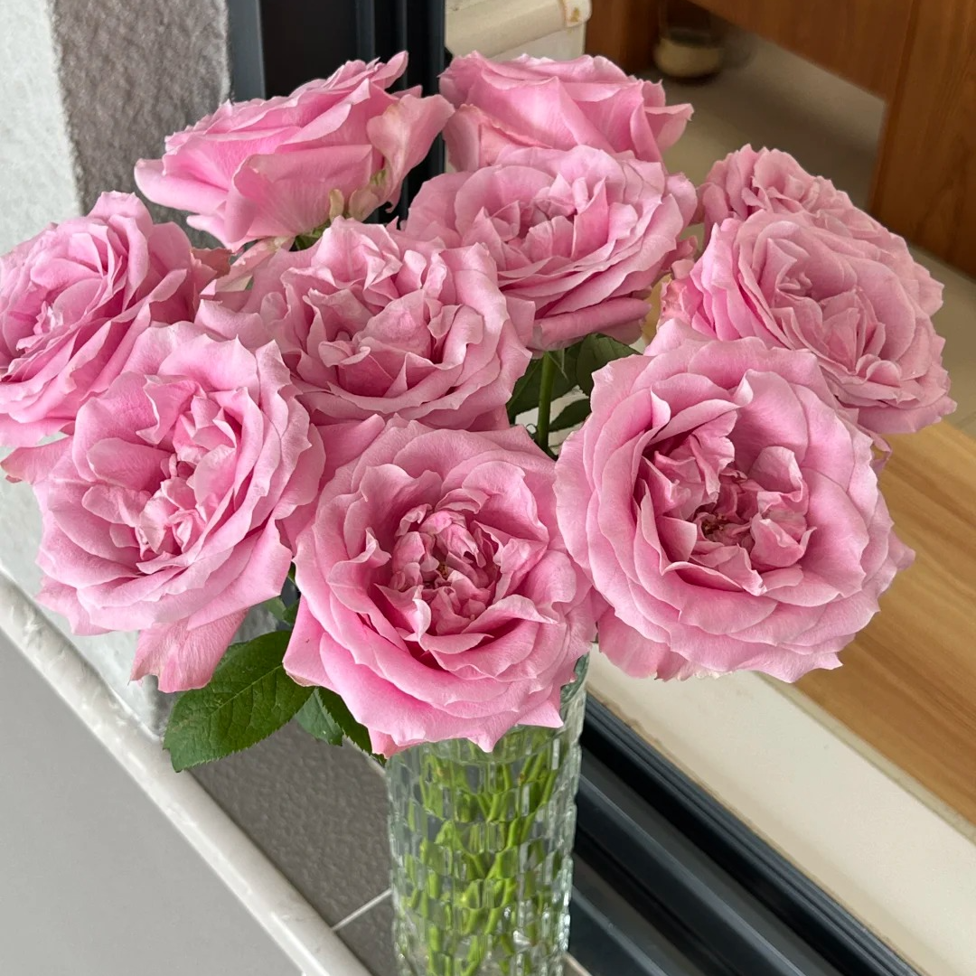 【大聪明卖花】娇兰玫瑰 任意两单花材升级顺丰冷链或德邦快递