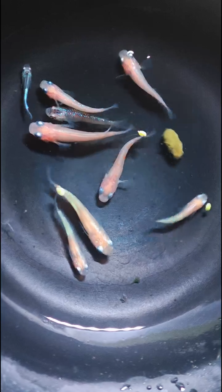 青鳉鱼观背青鳉020