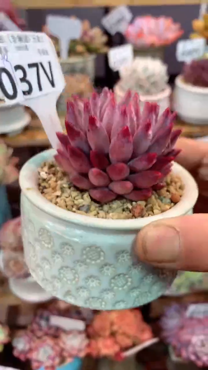 037V（一物一拍，精品多肉，w所见即所得 ）