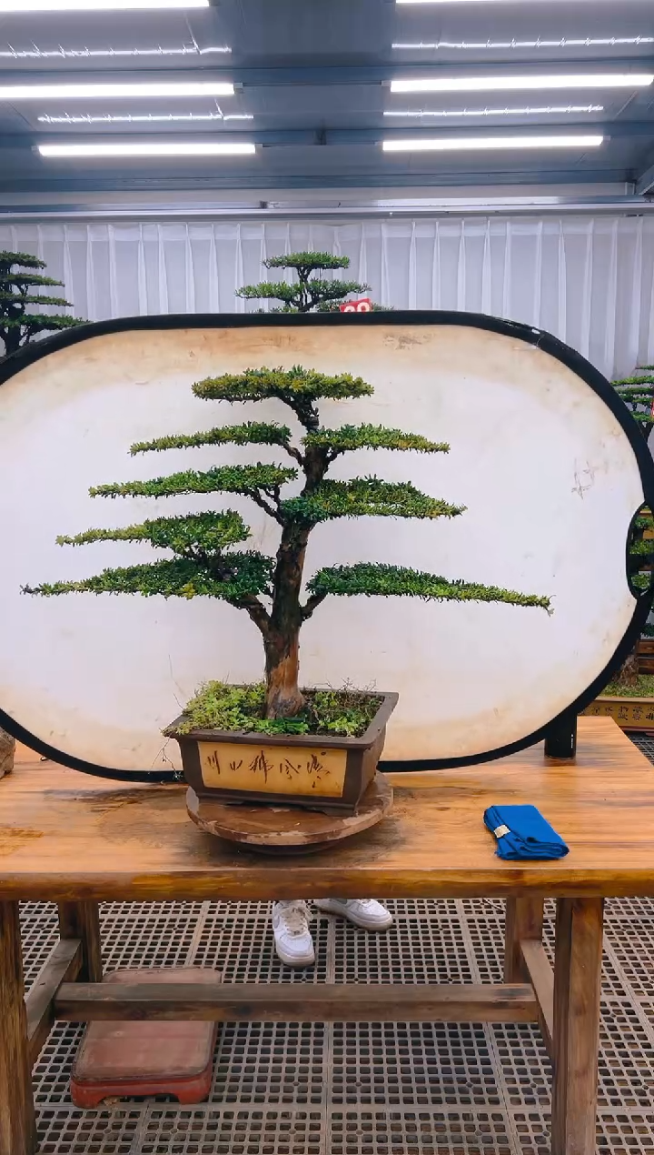 【闪购商品】紫砂精品盆景直播间一物一拍