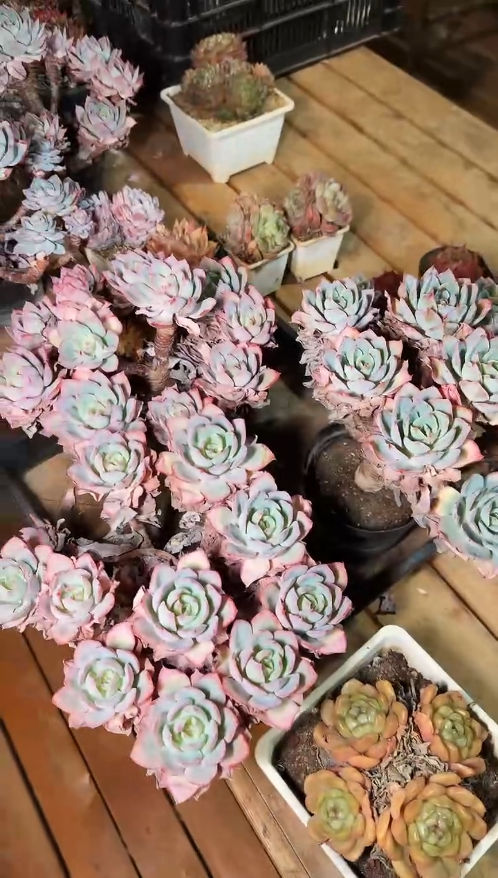 150#大群蓝光有砍（20-30cm）脱土