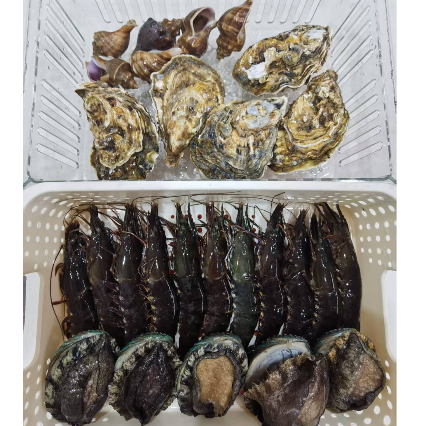 ［海奢鲜集］套餐128 四种组合 鲍鱼混搭 压冰发货 直播称重