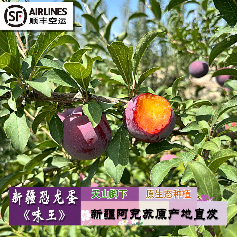 【顺丰空运】新疆恐龙蛋味王 果肉纯甜 果皮微酸 酸甜口感李子
