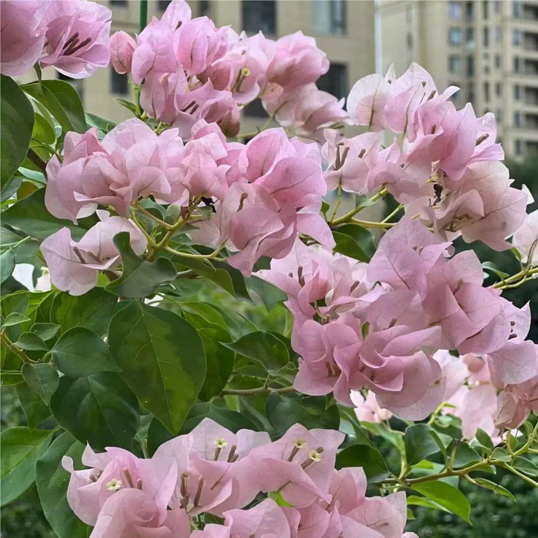 暗丽原生盆苗勤花三角梅