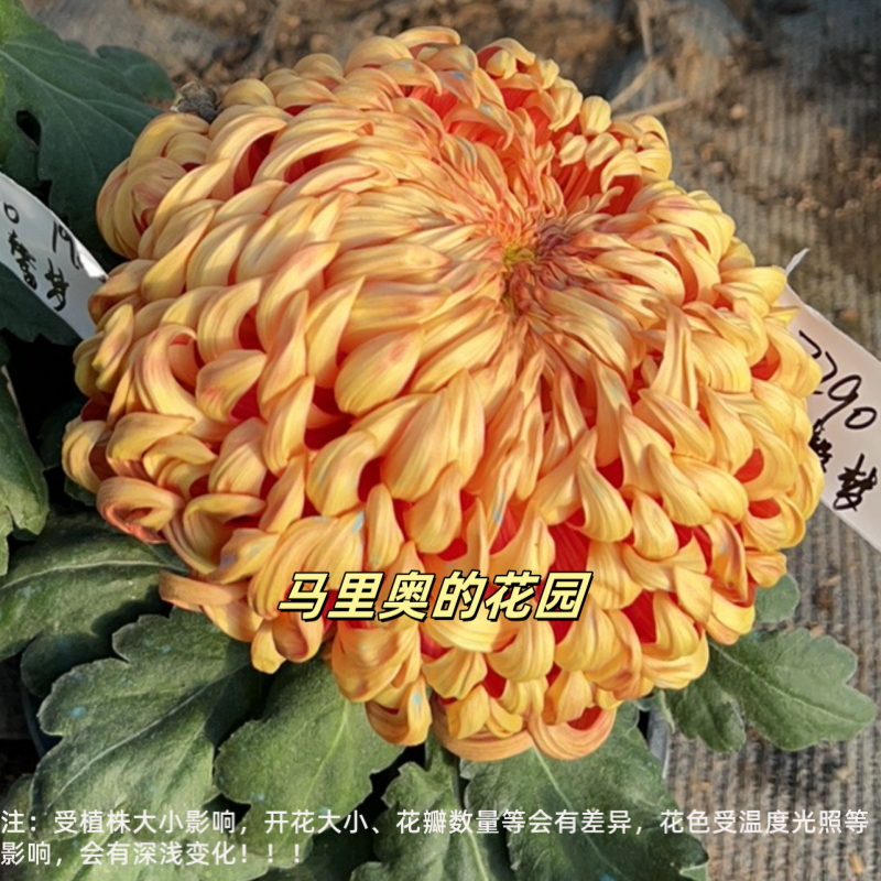 【太平的红叶】 传统大菊盆栽九月菊 室外庭院阳台新手多年