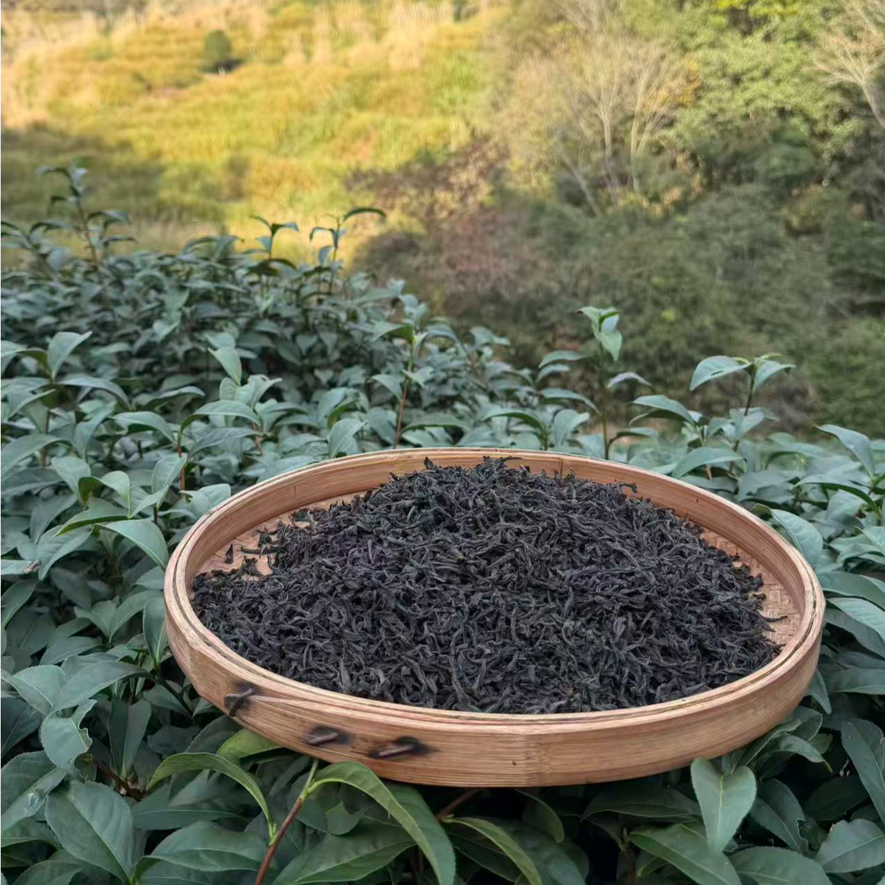 武夷岩茶高枞水仙255g