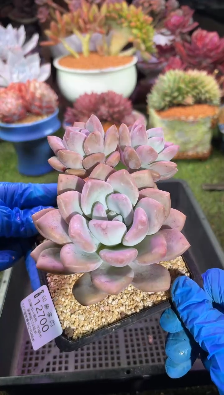 【闪购商品】12700