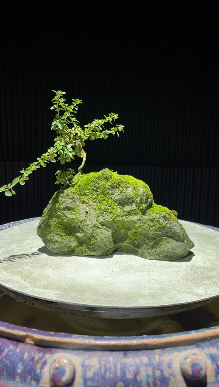 吴定石一物一拍专属