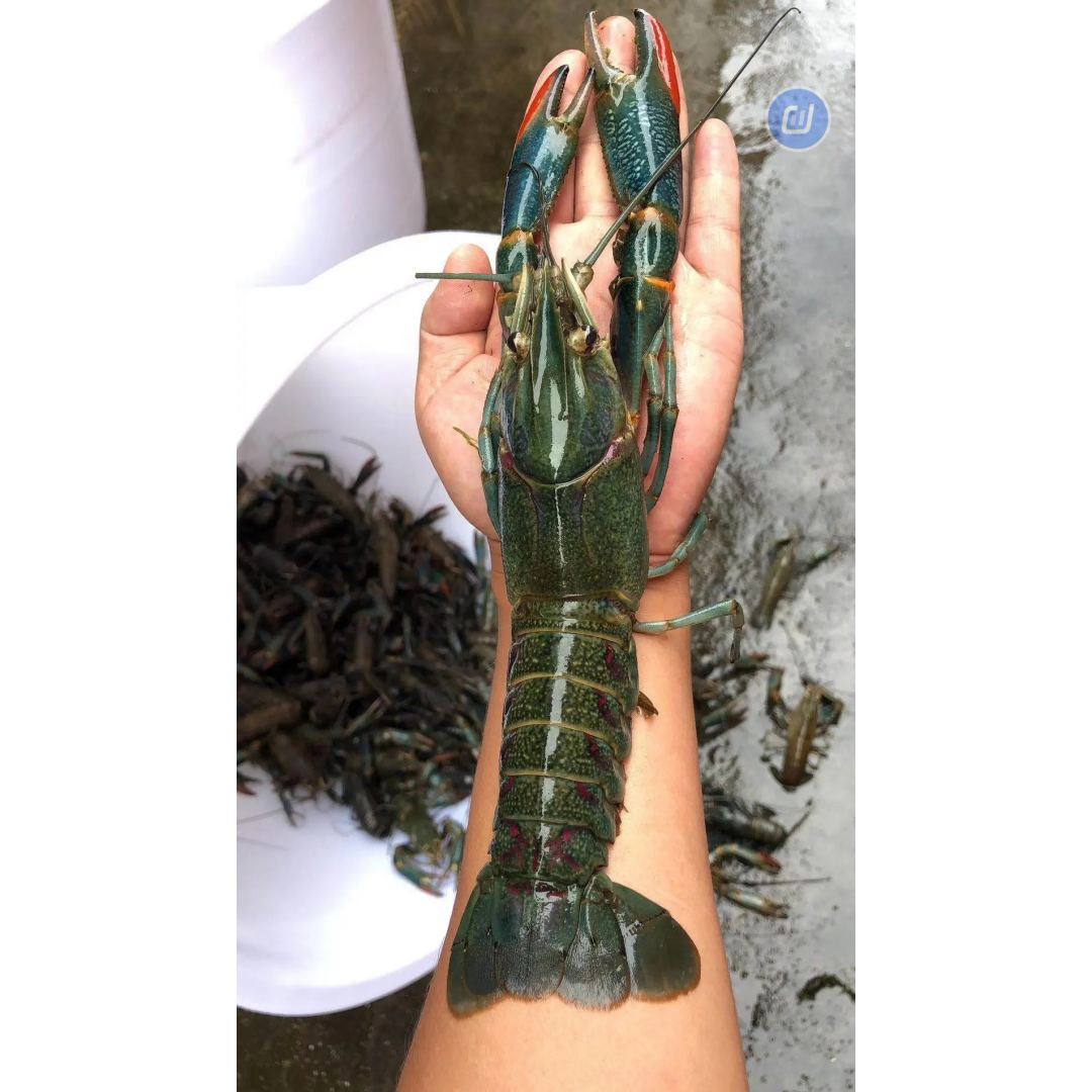 澳洲龙虾苗 蓝龙虾 淡水小青龙 淡水养殖 可混养可专养 活体包邮