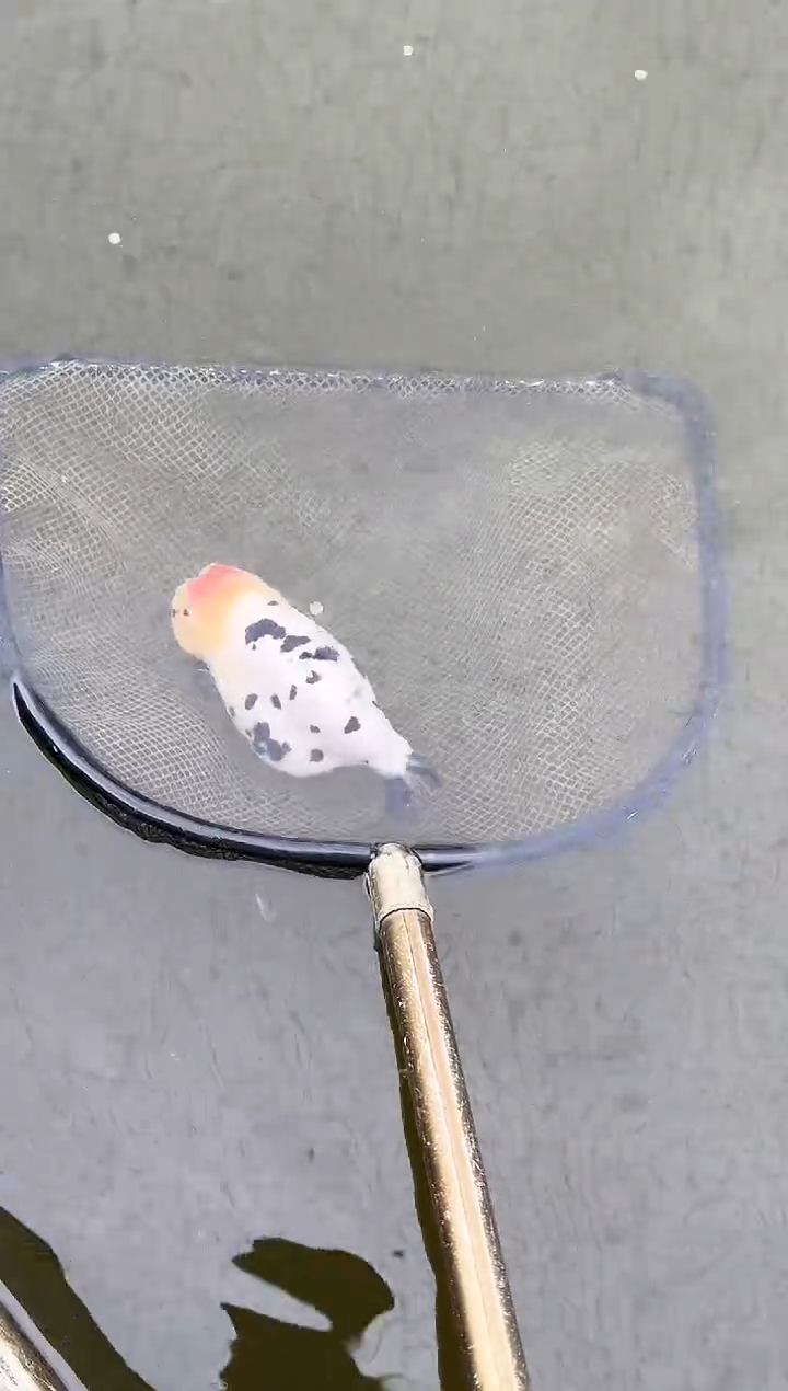 金鱼枯**?水娃娃渔场兰寿观赏鱼 不包邮