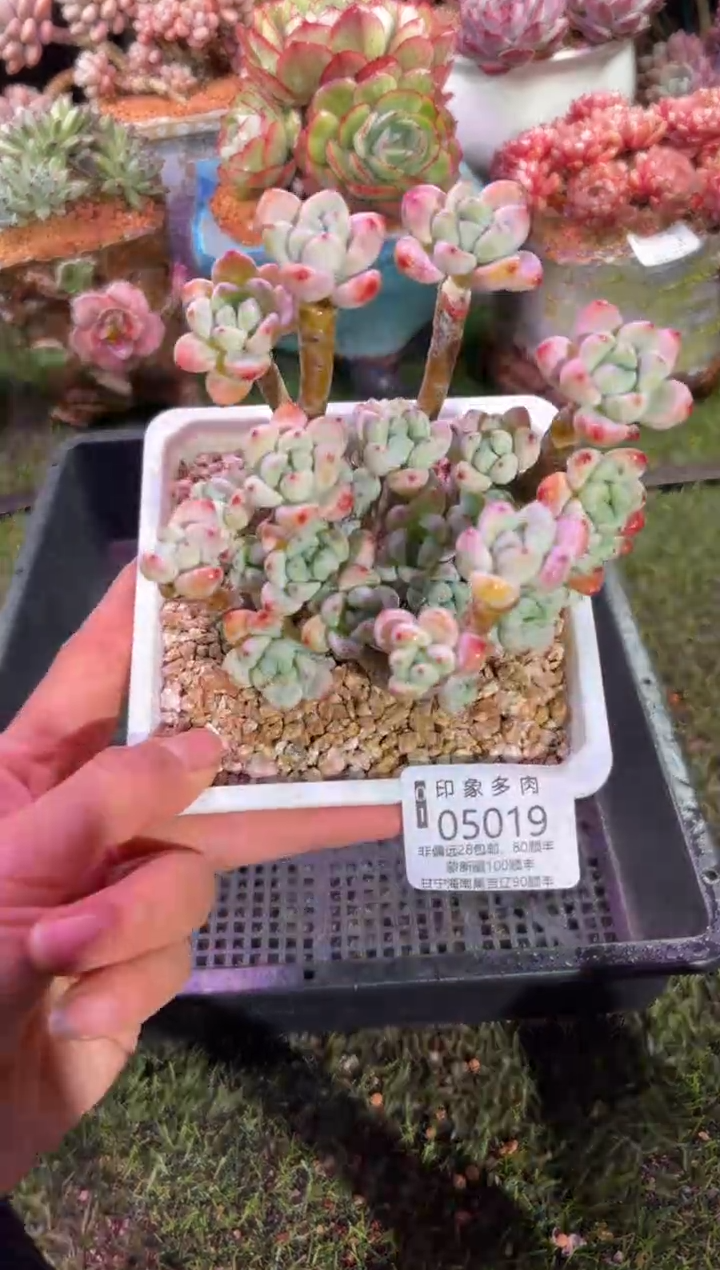 【闪购商品】05019