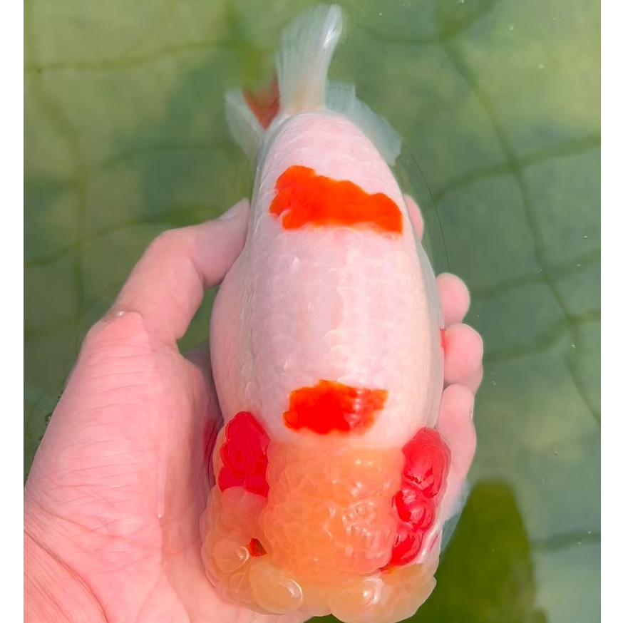 活体金鱼，以直播间展示实际为准（运费自理）