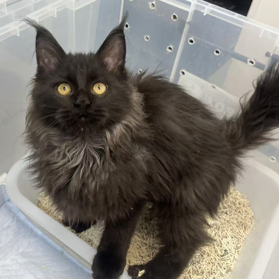 来了姊妹-烟灰缅因猫 弟弟 23