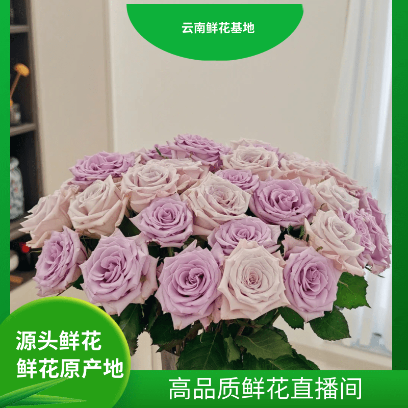 颜花【芋泥波波】云南鲜花 任意两单升级冷链或空运到家