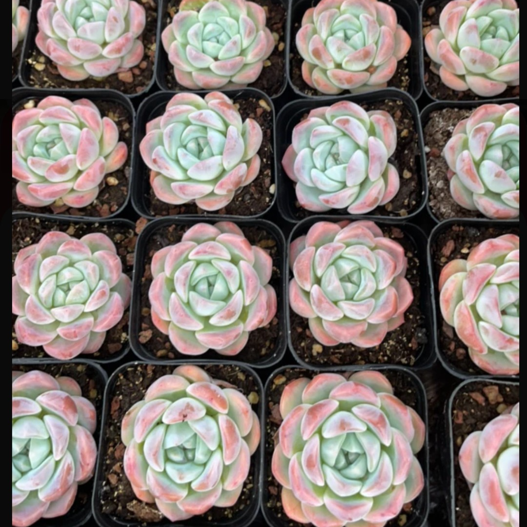 【鑫哥多肉】正版厚梦多肉  全场多肉满两单送一颗满五单送两颗！！！